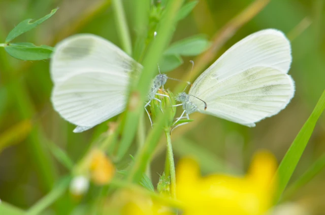 Leptidea sinapis - mustárlepke
