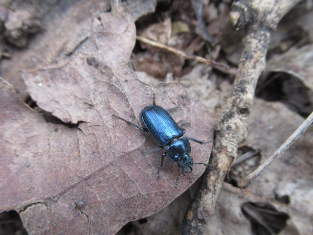 Platycerus caraboides - kis fémesszarvasbogár