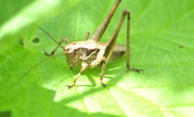 Pholidoptera griseoaptera - szürke avarszöcske