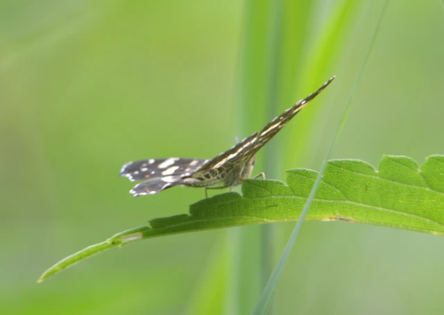 Araschnia levana - pókhálós lepke