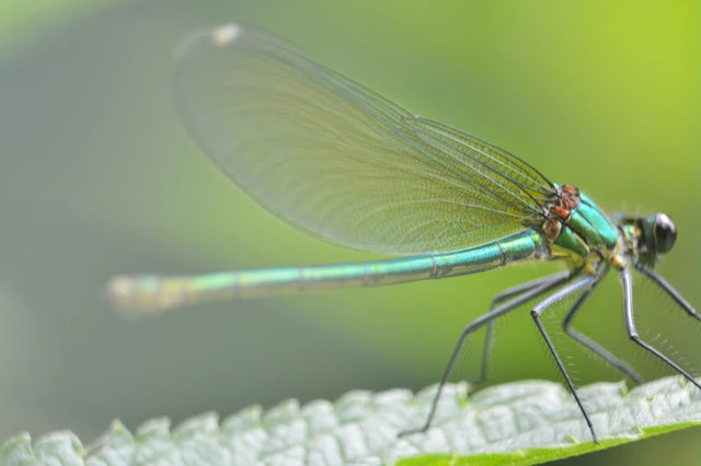 Calopteryx splendens - sávos szitakötő