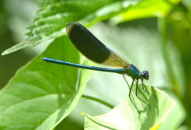 Calopteryx splendens - sávos szitakötő