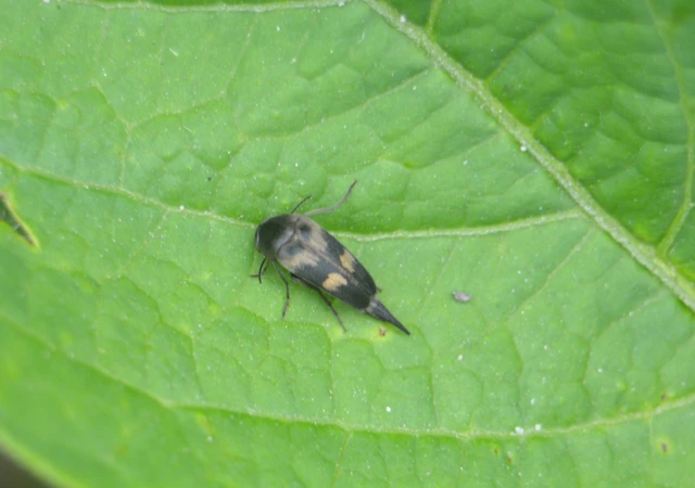 Variimorda villosa - szalagos maróka
