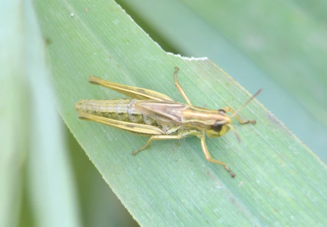 Pseudochorthippus parallelus - közönséges rétisáska