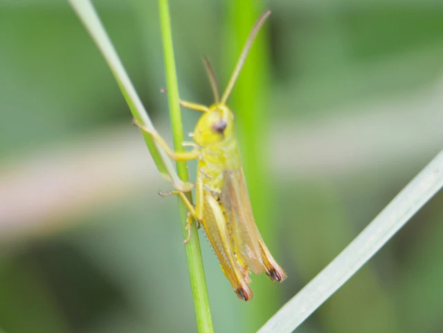 Pseudochorthippus parallelus - közönséges rétisáska