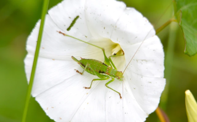 Leptophyes albovittata - közönséges virágszöcske