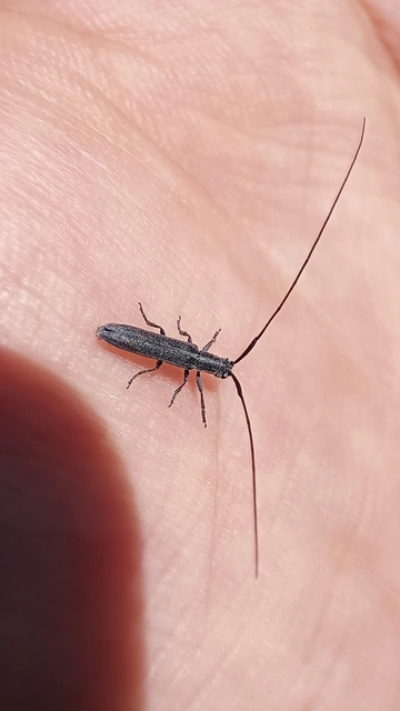 Calamobius filum - hosszúcsápú szalmacincér
