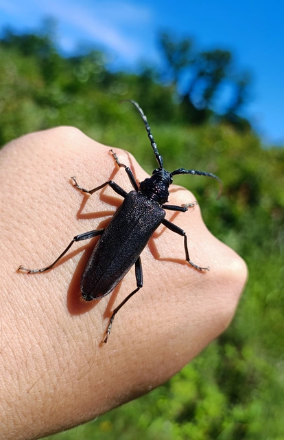 Cerambyx cerdo - nagy hőscincér