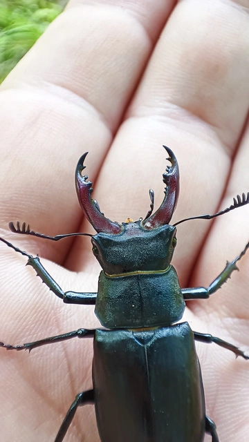 Lucanus cervus - nagy szarvasbogár