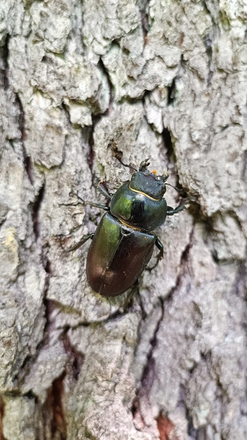 Lucanus cervus - nagy szarvasbogár