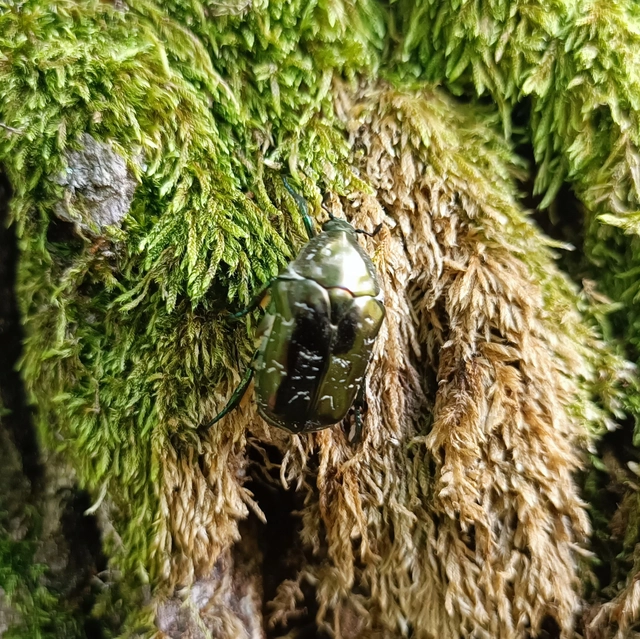 Protaetia marmorata - márványos virágbogár