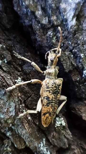 Rhagium sycophanta - tölgyes-tövisescincér