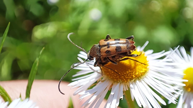 Pachytodes erraticus - rajzos virágcincér