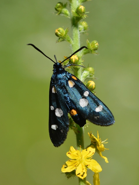 Zygaena ephialtes - változékony csüngőlepke