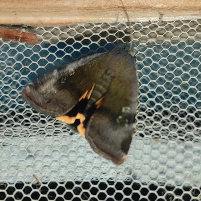 Noctua janthe - lappangó sárgafűbagoly