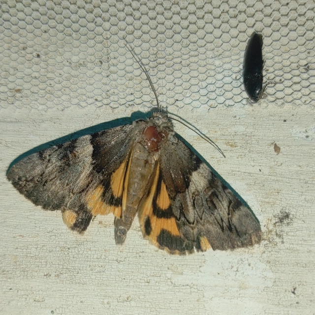 Catocala fulminea - galagonya-övesbagoly