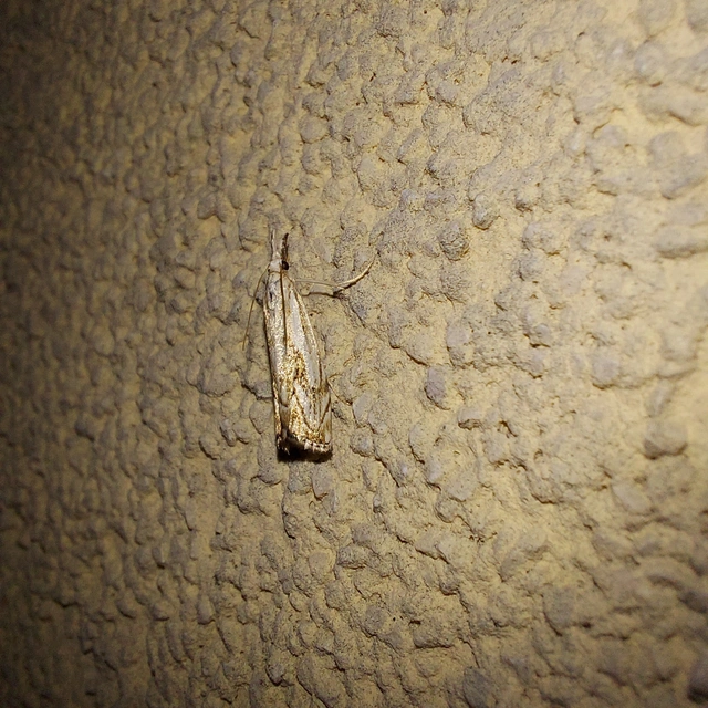 Catoptria falsella - hálós fűgyökérmoly