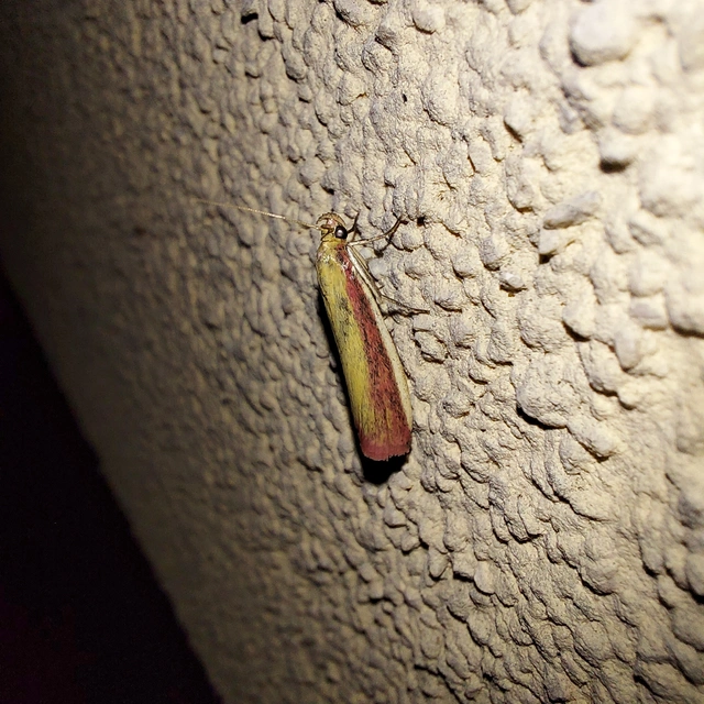 Oncocera semirubella - lucernamoly