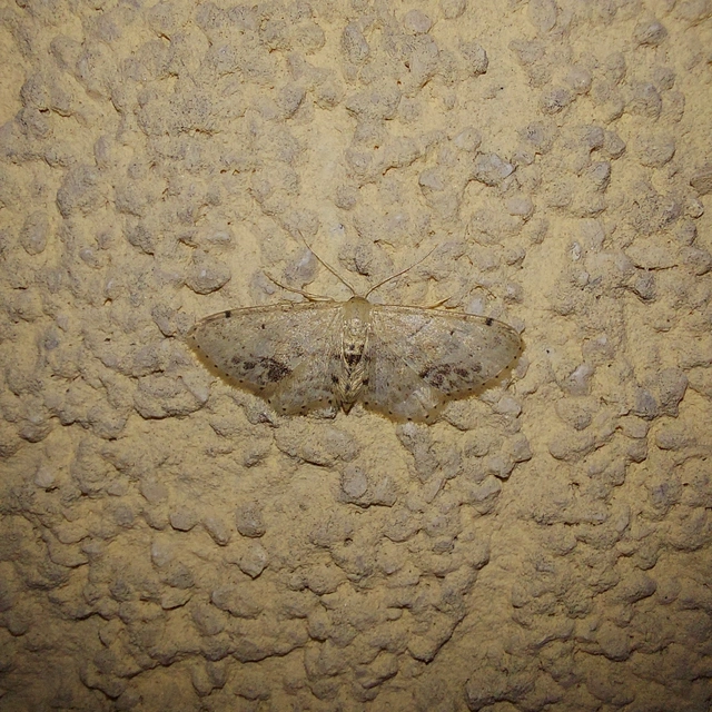 Idaea dimidiata - gyakori apróaraszoló
