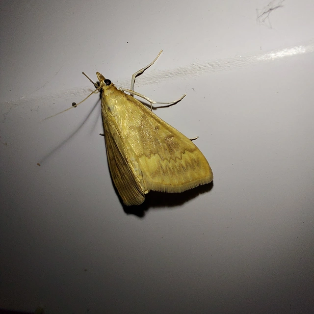 Ostrinia nubilalis - kukoricamoly