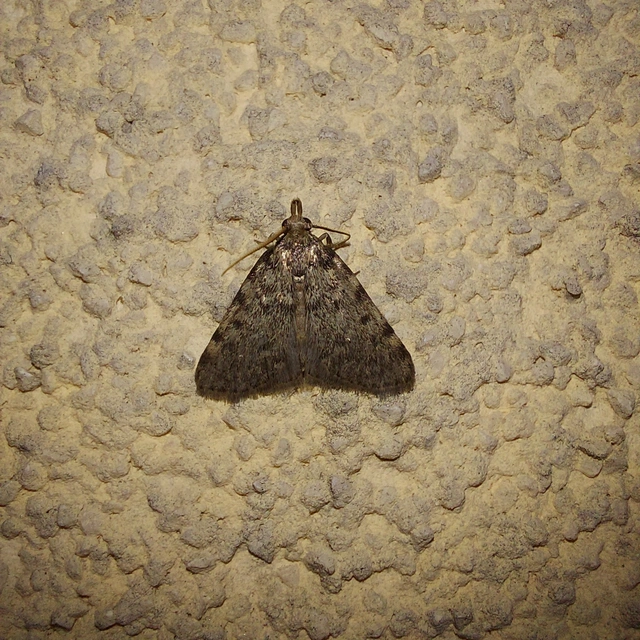 Aglossa pinguinalis - zsiradékmoly