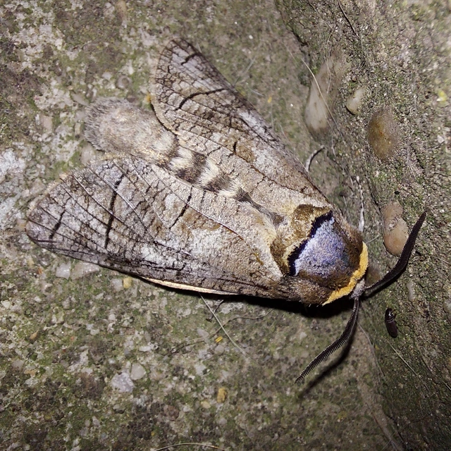 Cossus cossus - fűzfarontólepke