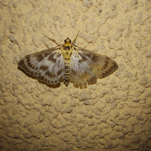 Anania hortulata - tarka csalánmoly