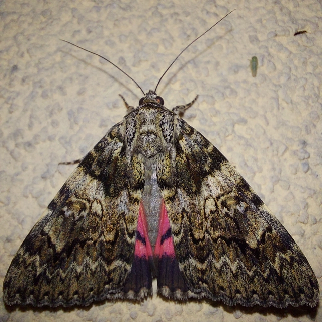 Catocala promissa - kis tölgyfa-övesbagoly