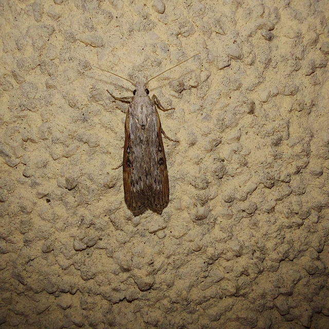 Lamoria