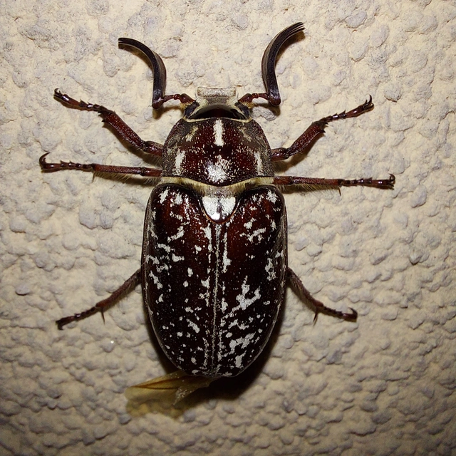 Polyphylla fullo - csapó cserebogár