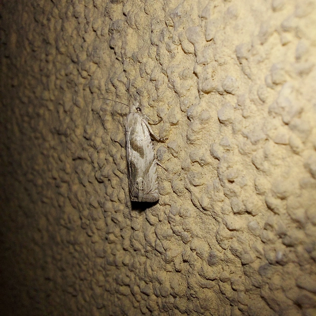 Eucosma