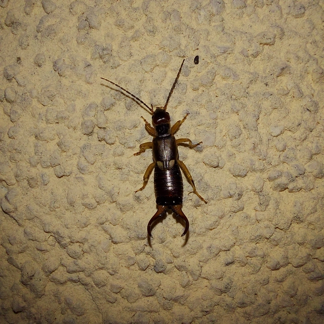 Forficula auricularia - közönséges fülbemászó