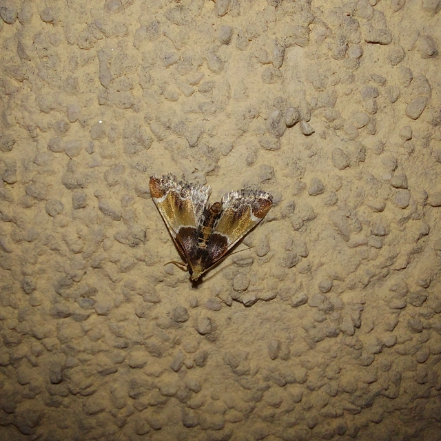 Pyralis farinalis - lisztilonca