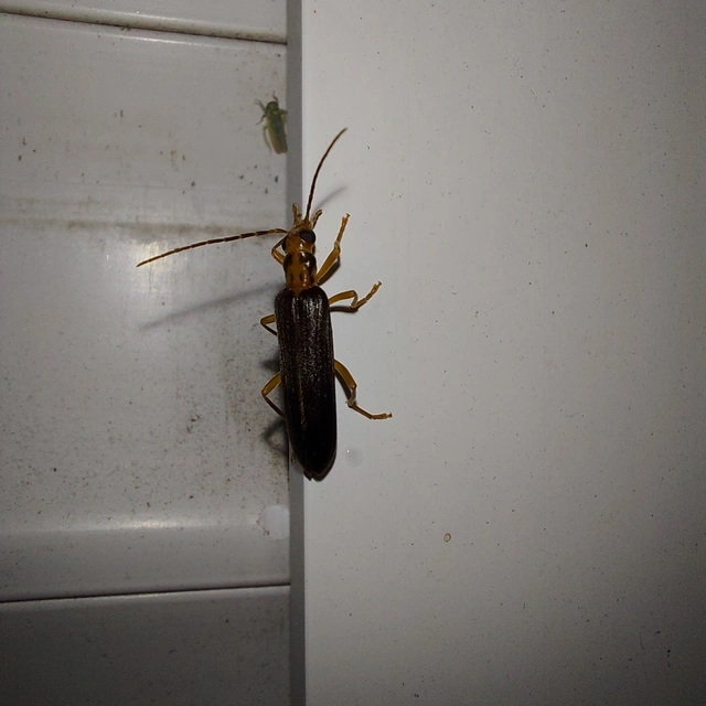 Nacerdes carniolica - karnóliai álcincér