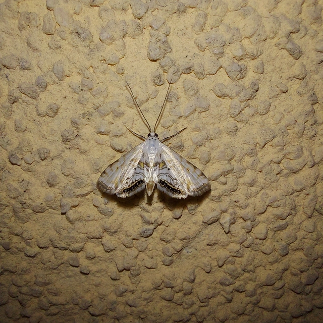 Cataclysta lemnata - békalencsemoly