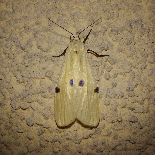 Lithosia quadra - négypettyes zuzmószövő