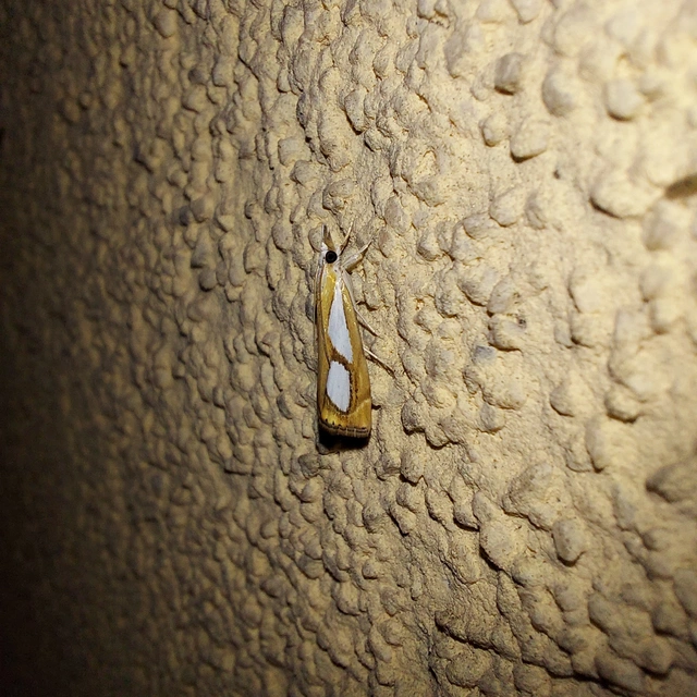 Catoptria