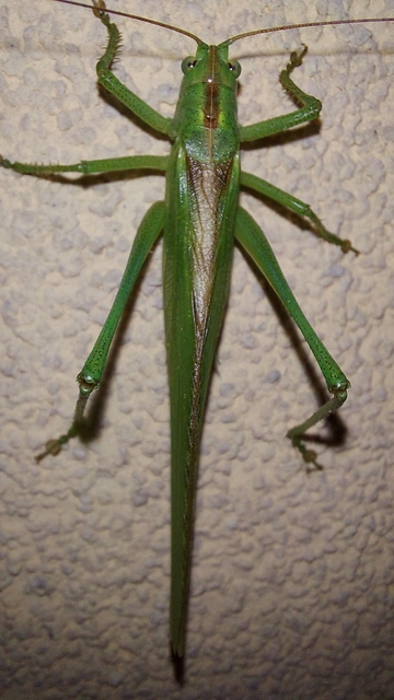 Tettigonia viridissima - zöld lombszöcske