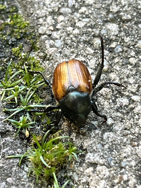 Anisoplia tempestiva - gabonaszipoly