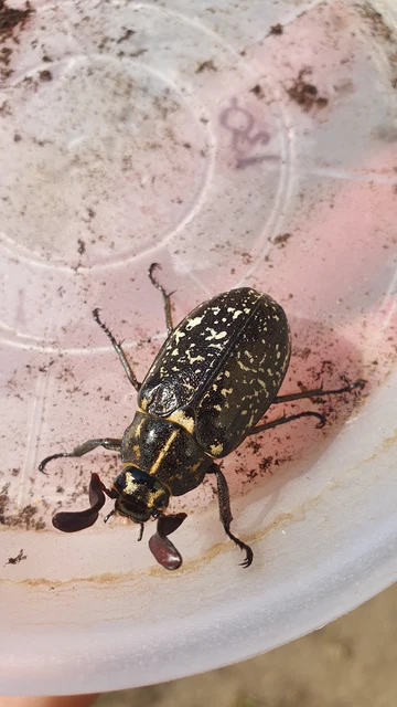 Polyphylla fullo - csapó cserebogár