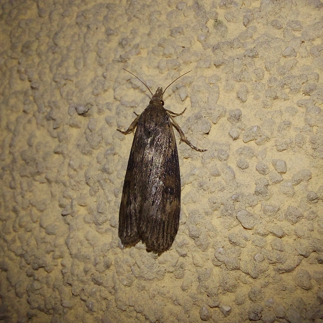 Lamoria