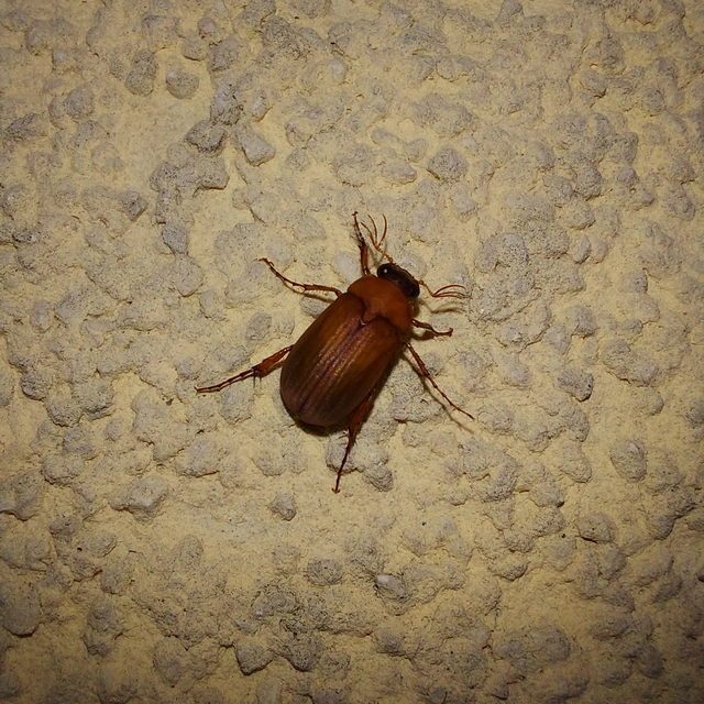 Serica brunnea - homoki kiscserebogár