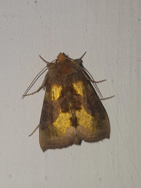 Diachrysia chrysitis - aranybagoly