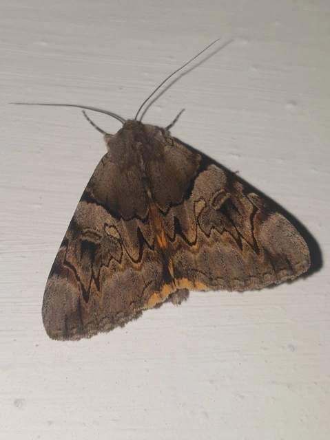 Catocala fulminea - galagonya-övesbagoly