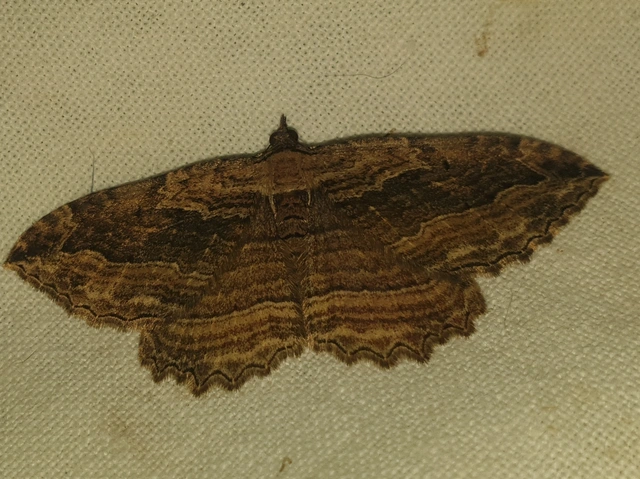 Philereme transversata - varjútövis-araszoló