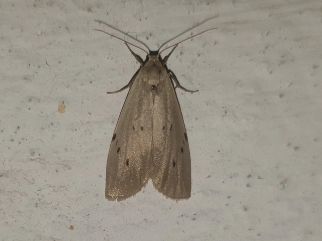 Pelosia muscerda - hamvas zuzmószövő