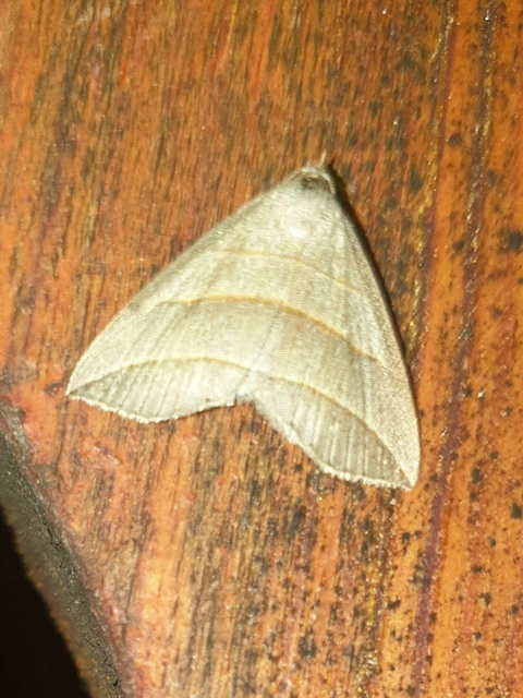 Colobochyla salicalis - háromsávos törpebagoly