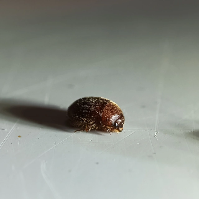 Ochodaeus chrysomeloides - alkonyati homoktúróbogár Ochodaeus chrysomeloides - alkonyati homoktúróbogár