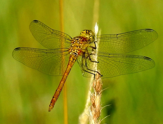 Sympetrum meridionale - fakó katona-szitakötő