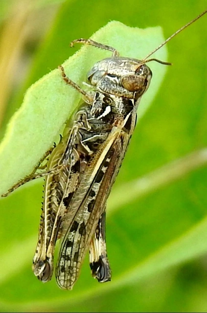 Dociostaurus brevicollis - rövidnyakú sáska